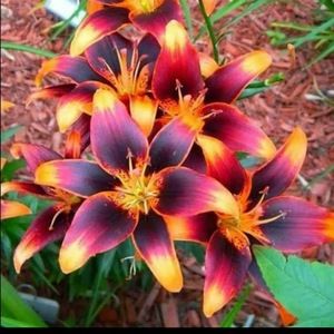 Meet your Posher, Jessi